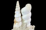Fossil Gastropod (Haustator) Cluster - Damery, France #74506-2